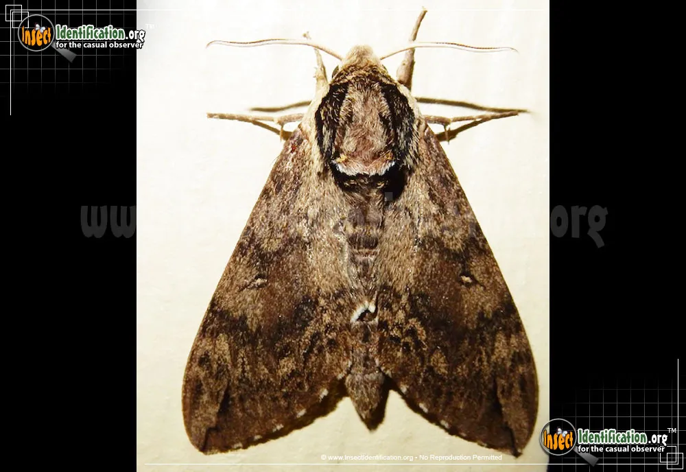 Catalpa Sphinx
