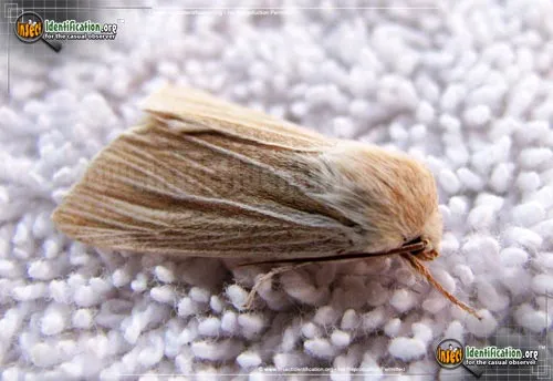 Cattail Caterpillar Moth - photo 2