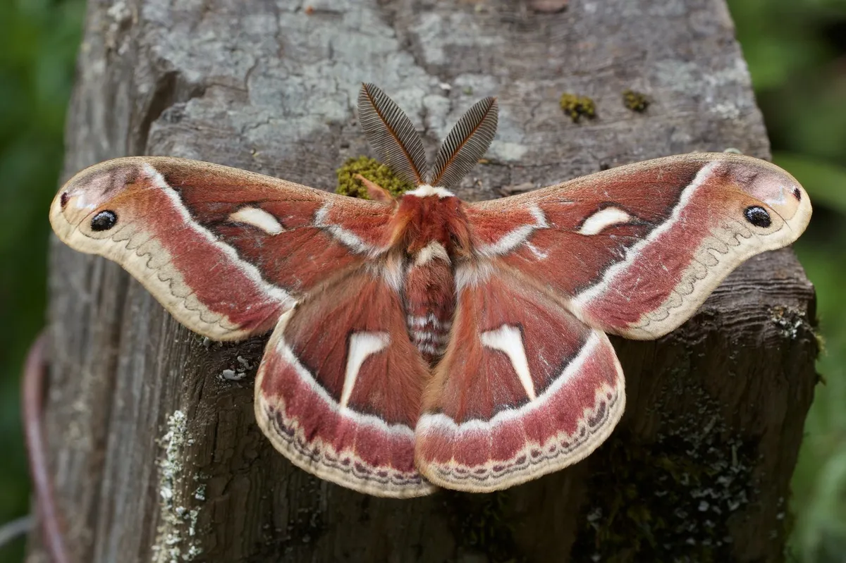Ceanothus Silkmoth - photo 3