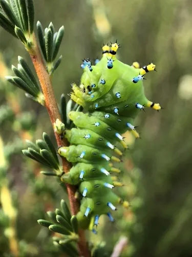 Ceanothus Silkmoth - photo 4