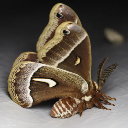 Ceanothus Silkmoth - photo 5