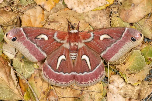 Ceanothus Silkmoth - photo 6