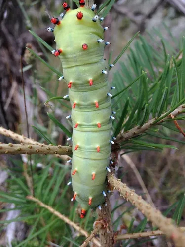 Ceanothus Silkmoth - photo 7