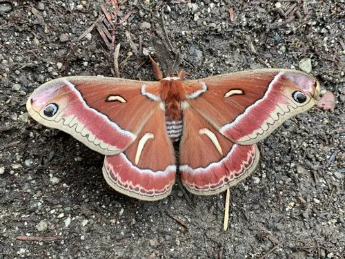 Ceanothus Silkmoth - photo 8