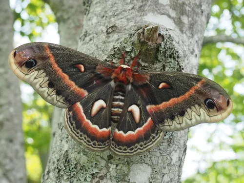 Cecropia Silk Moth