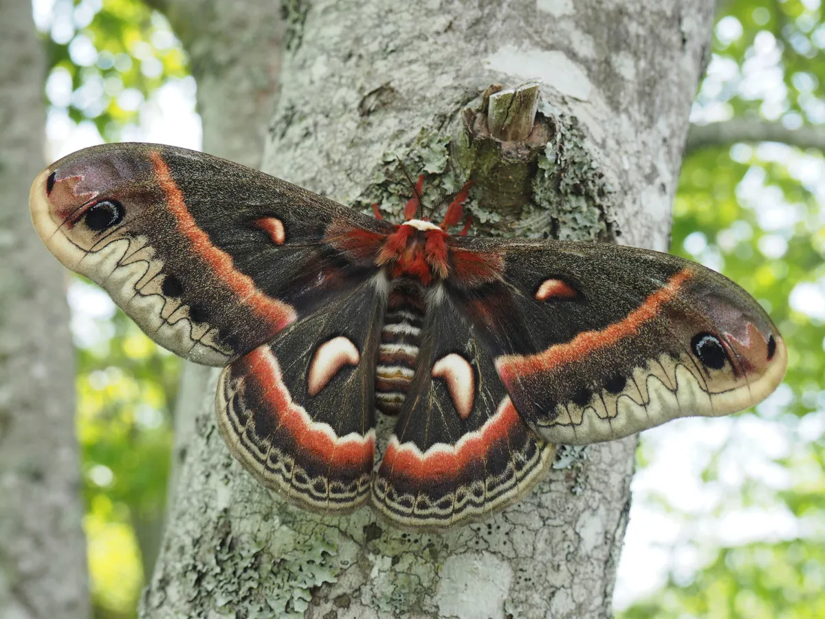Cecropia Silk Moth - photo 3