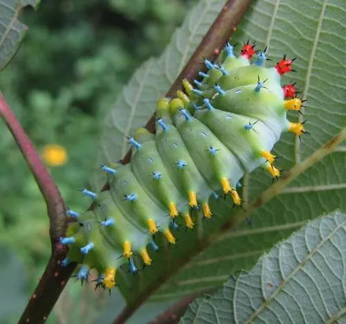 Cecropia Silk Moth - photo 4