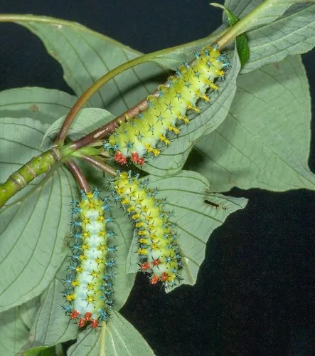 Cecropia Silk Moth - photo 5