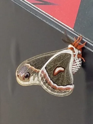 Cecropia Silk Moth - photo 6