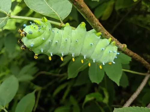 Cecropia Silk Moth - photo 7