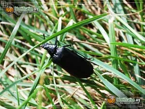 Cedar Beetle - photo 2