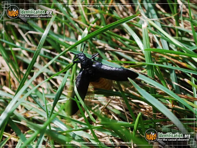 Cedar Beetle - photo 3