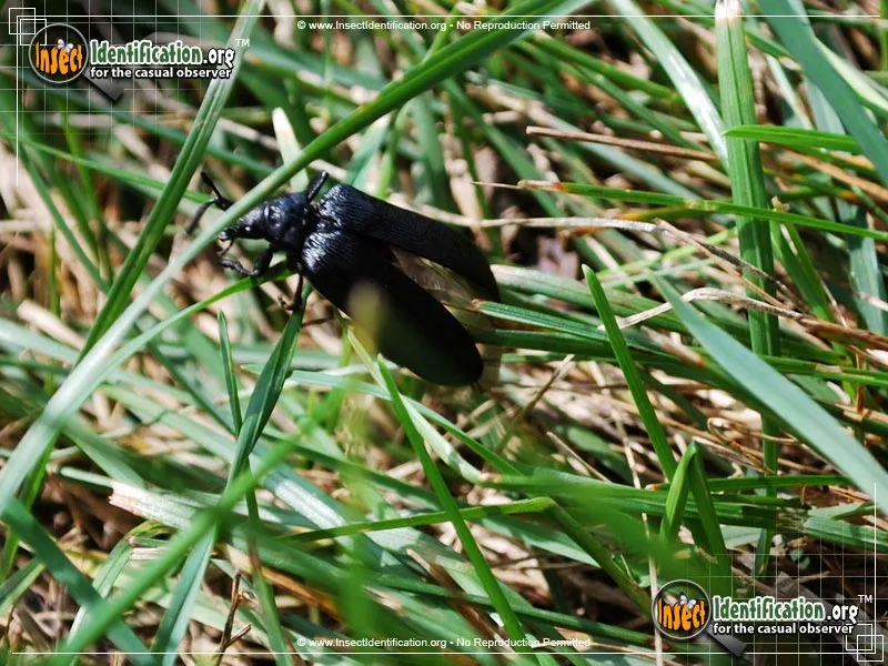 Cedar Beetle - photo 5