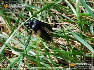 Cedar Beetle - photo 6