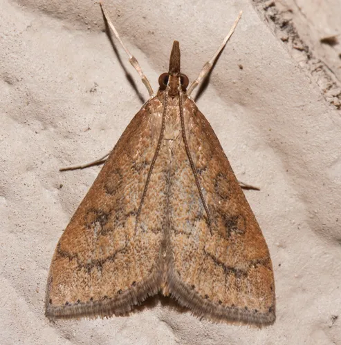 Celery Leaftier Moth - Udea rubigalis
