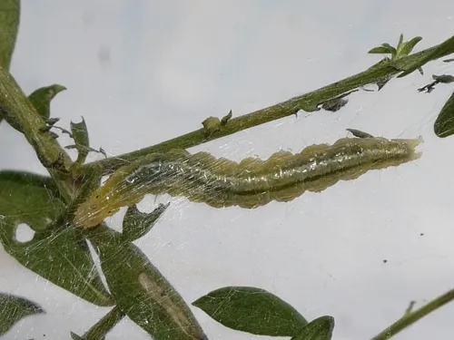 Celery Leaftier Moth - photo 4