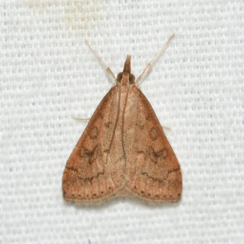 Celery Leaftier Moth - photo 5