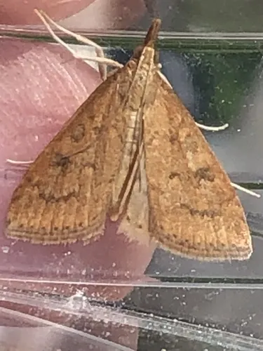 Celery Leaftier Moth - photo 6