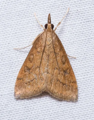 Celery Leaftier Moth - photo 7