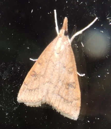 Celery Leaftier Moth - photo 8