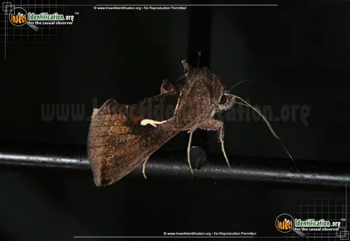 Celery Looper Moth - photo 2