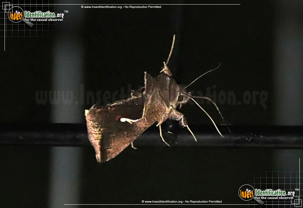 Celery Looper Moth - photo 3