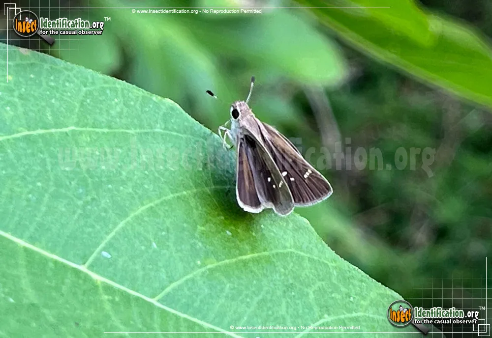 Celia's Roadside-Skipper