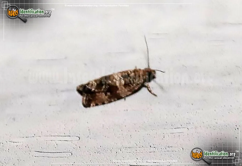 Celypha Moth