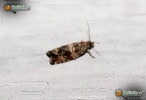 Celypha Moth - photo 2