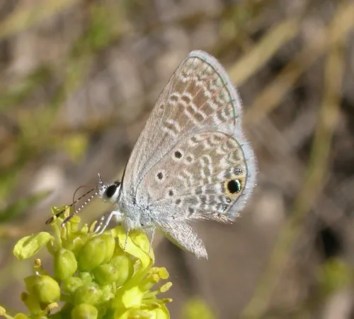 Ceraunus Blue Butterfly - Hemiargus ceraunus