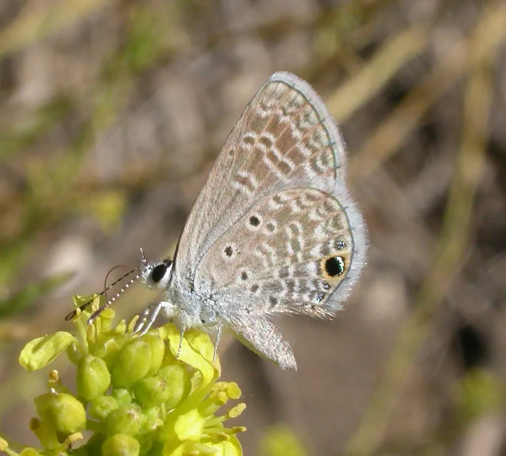 Ceraunus Blue Butterfly - photo 2