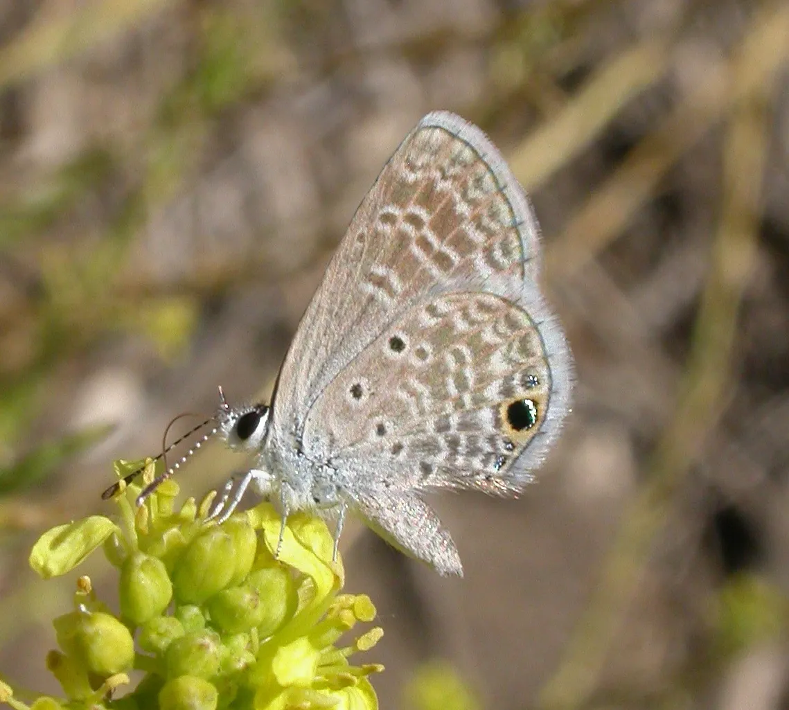 Ceraunus Blue Butterfly - photo 3