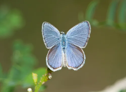 Ceraunus Blue Butterfly - photo 4