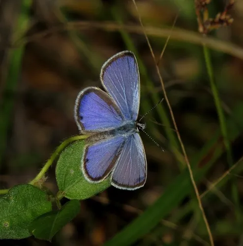 Ceraunus Blue Butterfly - photo 6