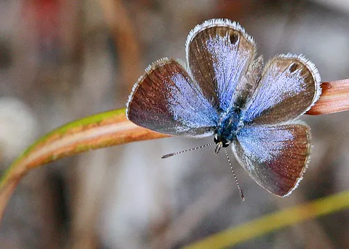Ceraunus Blue Butterfly - photo 7