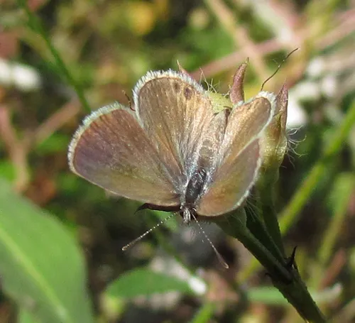 Ceraunus Blue Butterfly - photo 8