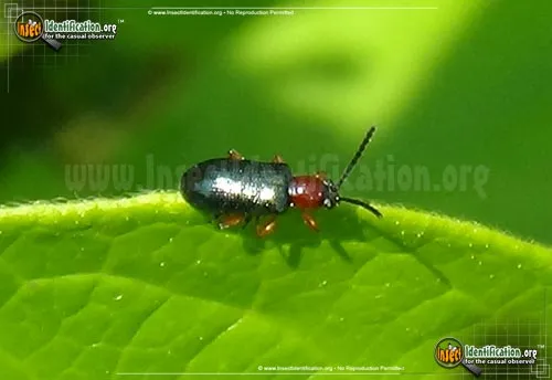 Cereal Leaf Beetle - photo 2