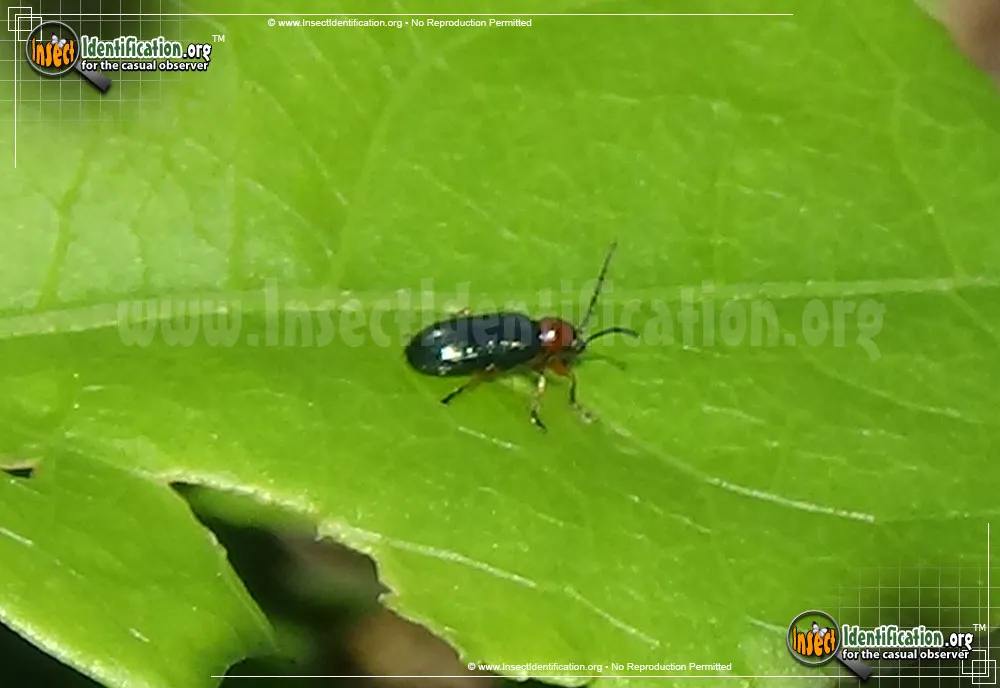 Cereal Leaf Beetle - photo 3