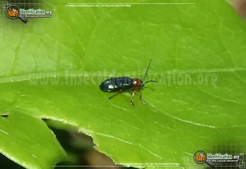 Cereal Leaf Beetle - photo 4