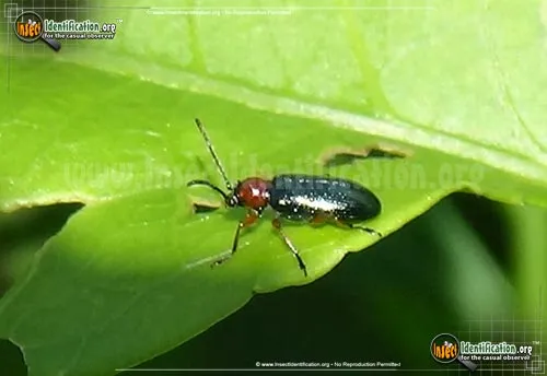 Cereal Leaf Beetle - photo 6