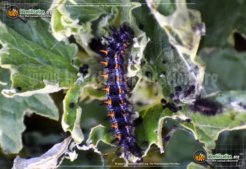 Chalcedon Checkerspot Butterfly - photo 2