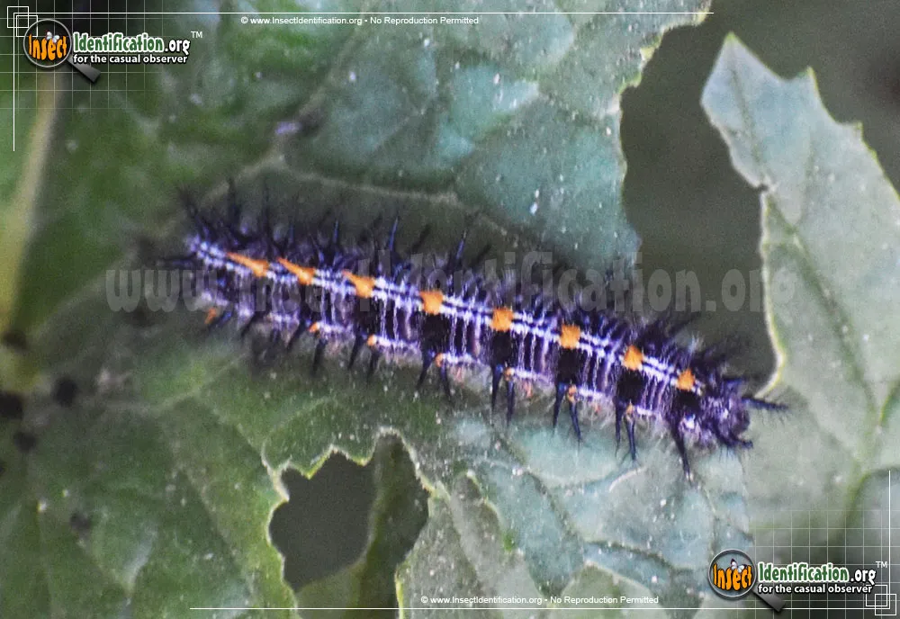 Chalcedon Checkerspot Butterfly - photo 3