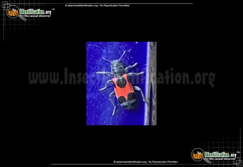 Checkered Beetle - photo 2