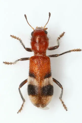 Checkered Beetle - Enoclerus rosmarus
