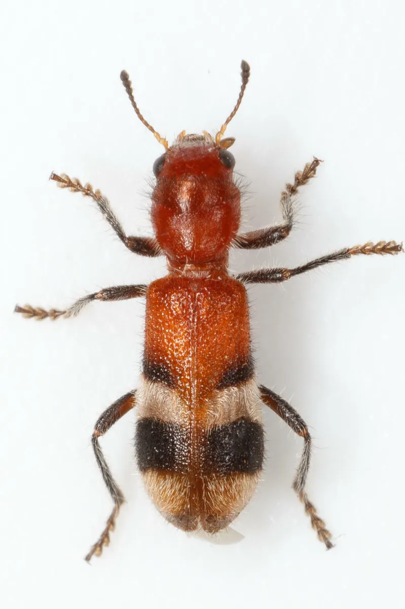 Checkered Beetle - photo 3