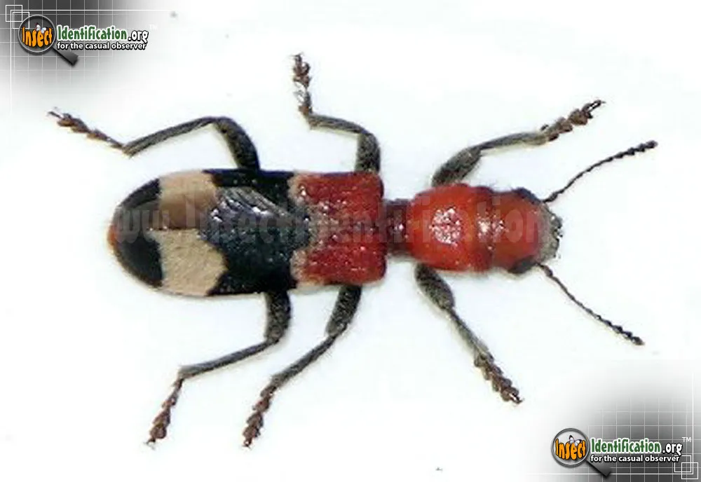 Checkered Beetle - photo 4