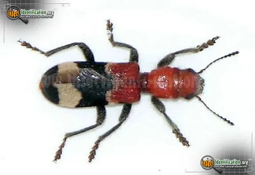 Checkered Beetle - photo 5