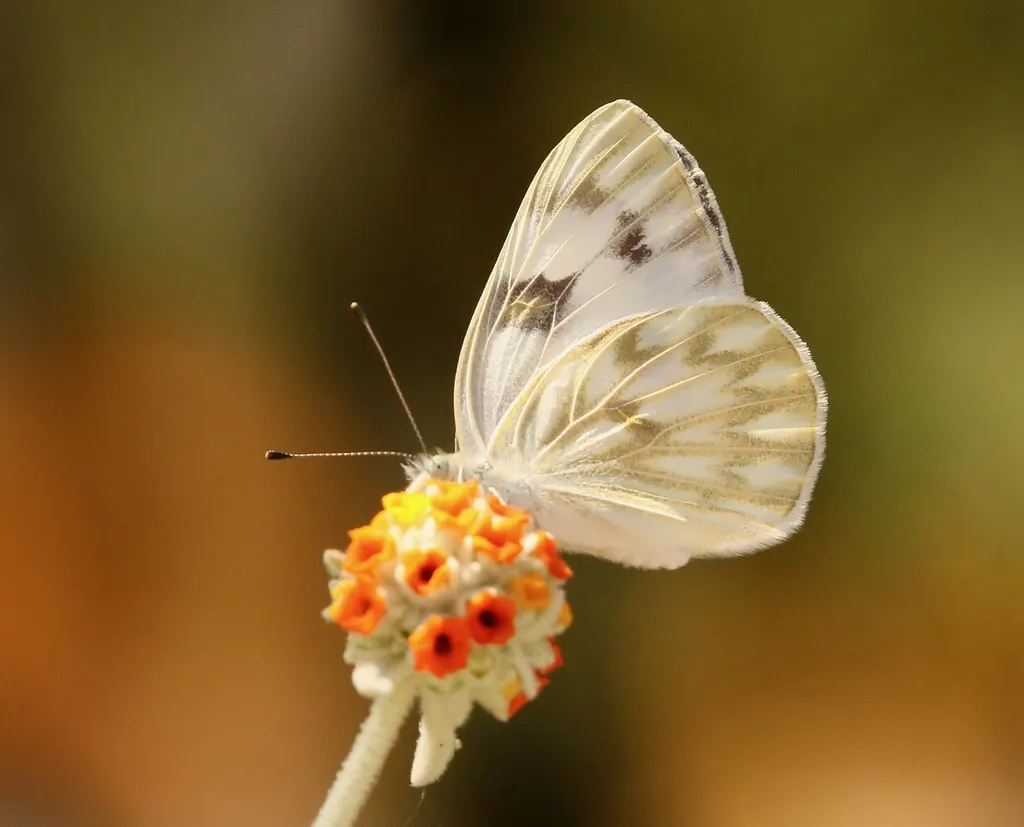 Checkered White - photo 2