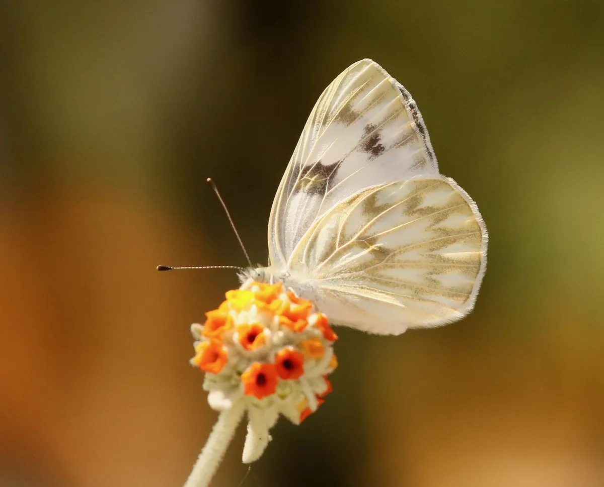 Checkered White - photo 3