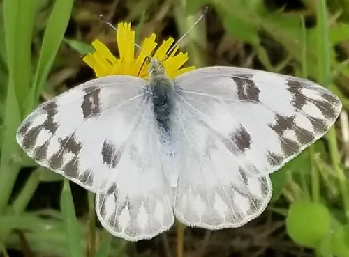 Checkered White - photo 4